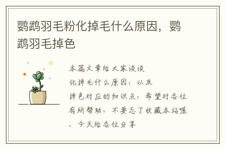 鸚鵡羽毛粉化掉毛什么原因，鸚鵡羽毛掉色