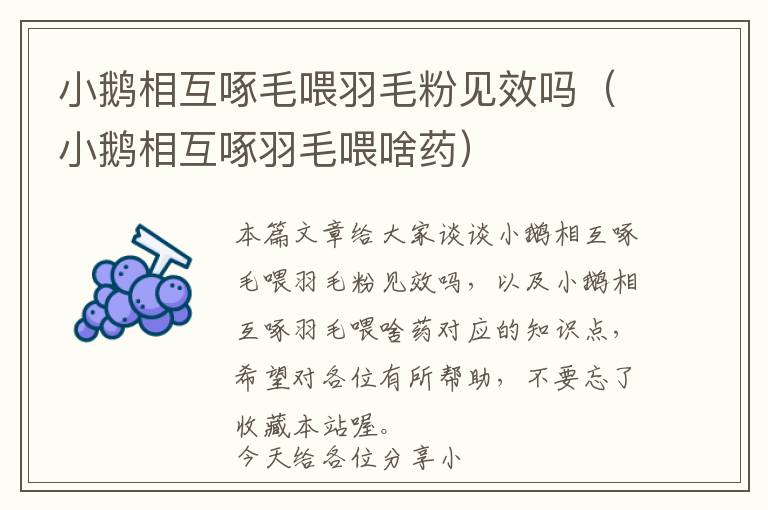 小鵝相互啄毛喂羽毛粉見效嗎(小鵝相互啄羽毛喂啥藥)