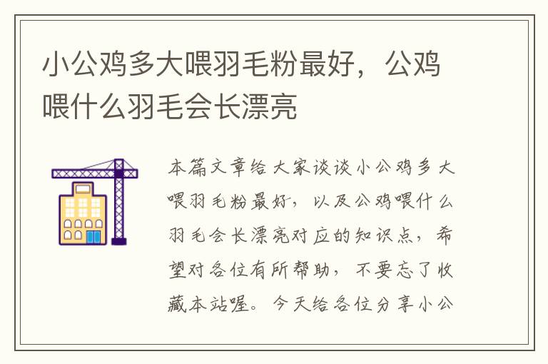小公雞多大喂羽毛粉最好，公雞喂什么羽毛會(huì)長漂亮