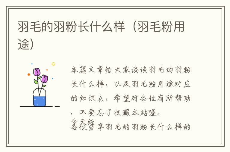 羽毛的羽粉長(zhǎng)什么樣（羽毛粉用途）
