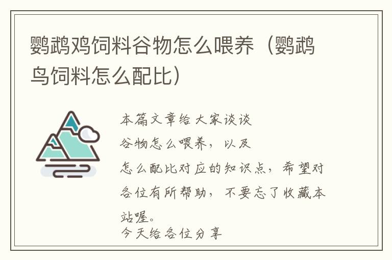 鸚鵡雞飼料谷物怎么喂養(yǎng)(鸚鵡鳥飼料怎么配比)