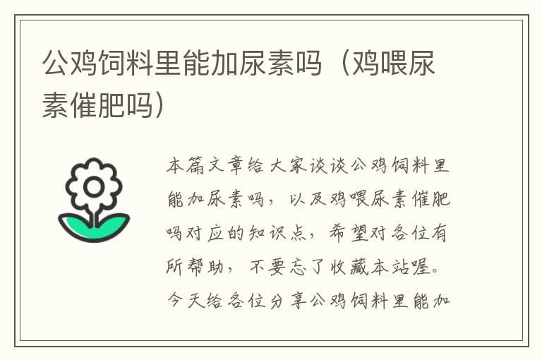 公雞飼料里能加尿素嗎(雞喂尿素催肥嗎)