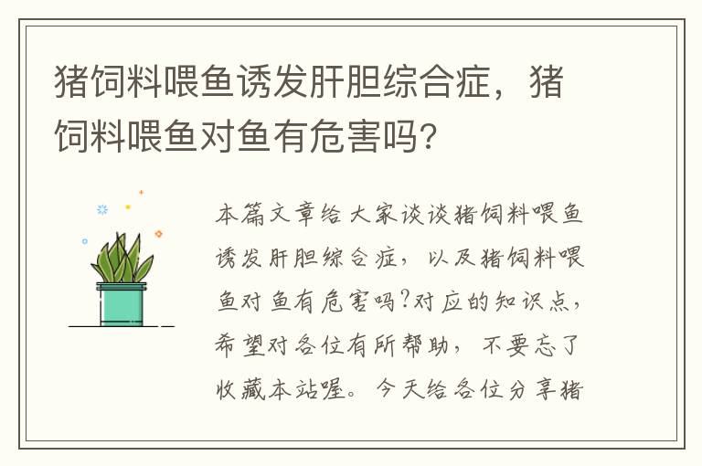 豬飼料喂魚誘發(fā)肝膽綜合癥，豬飼料喂魚對魚有危害嗎?